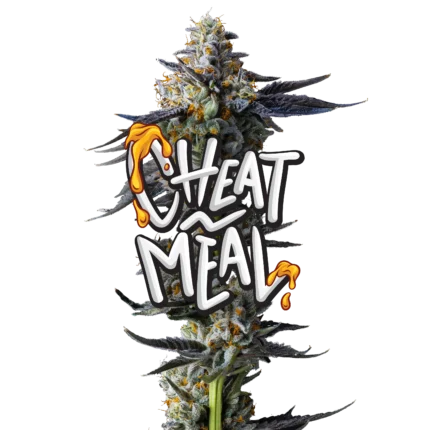 Cheat Meal Jeeter infused pre-roll made with premium indoor cannabis flower, coated in kief for enhanced potency, rich flavor profile, and smooth slow-burning smoke.
