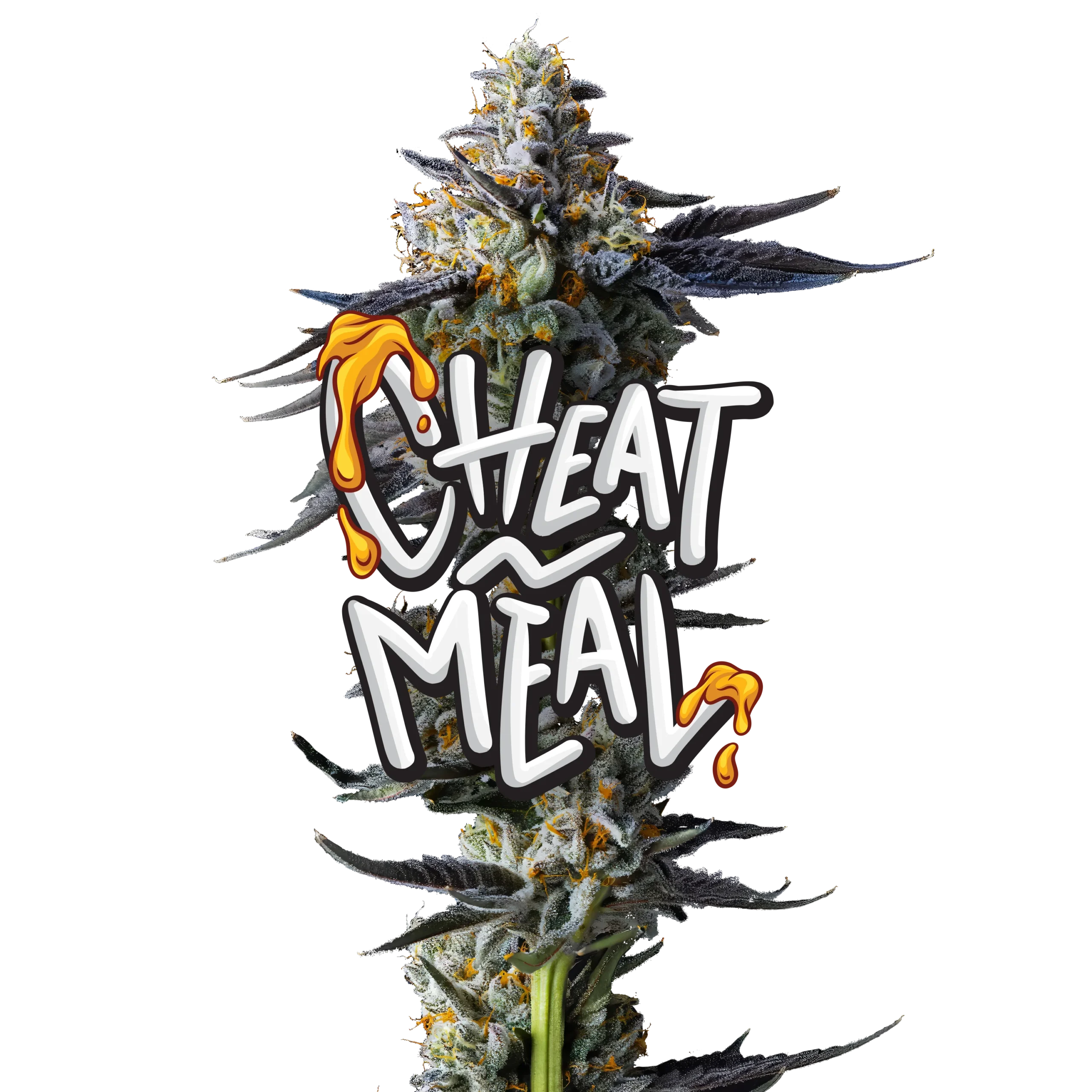 Cheat Meal Jeeter Strain – Premium Infused Pre-Roll Cheat Meal Jeeter infused pre-roll made with premium indoor cannabis flower, coated in kief for enhanced potency, rich flavor profile, and smooth slow-burning smoke.
