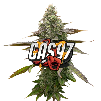 Gas ’97 Jeeter infused pre-roll made with premium indoor cannabis flower, coated in kief for enhanced potency, gassy aroma, bold flavor profile, and smooth slow-burning smoke.