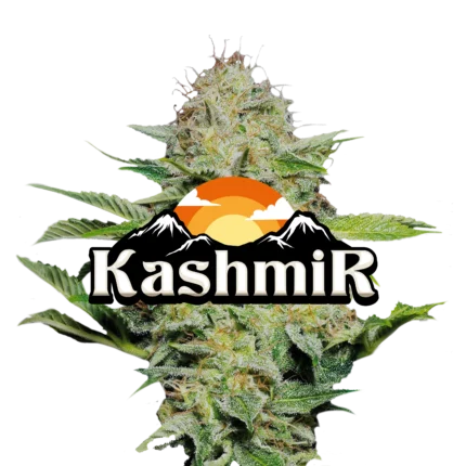 Kashmir Jeeter infused pre-roll crafted with premium indoor cannabis flower and coated in kief for elevated potency, rich flavor notes, and a smooth, even burn.