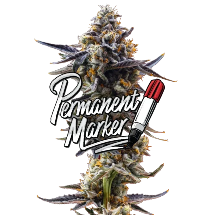 Permanent Marker Jeeter infused pre-roll made with premium indoor cannabis flower, coated in kief for enhanced potency, bold flavor profile, and smooth slow-burning smoke.