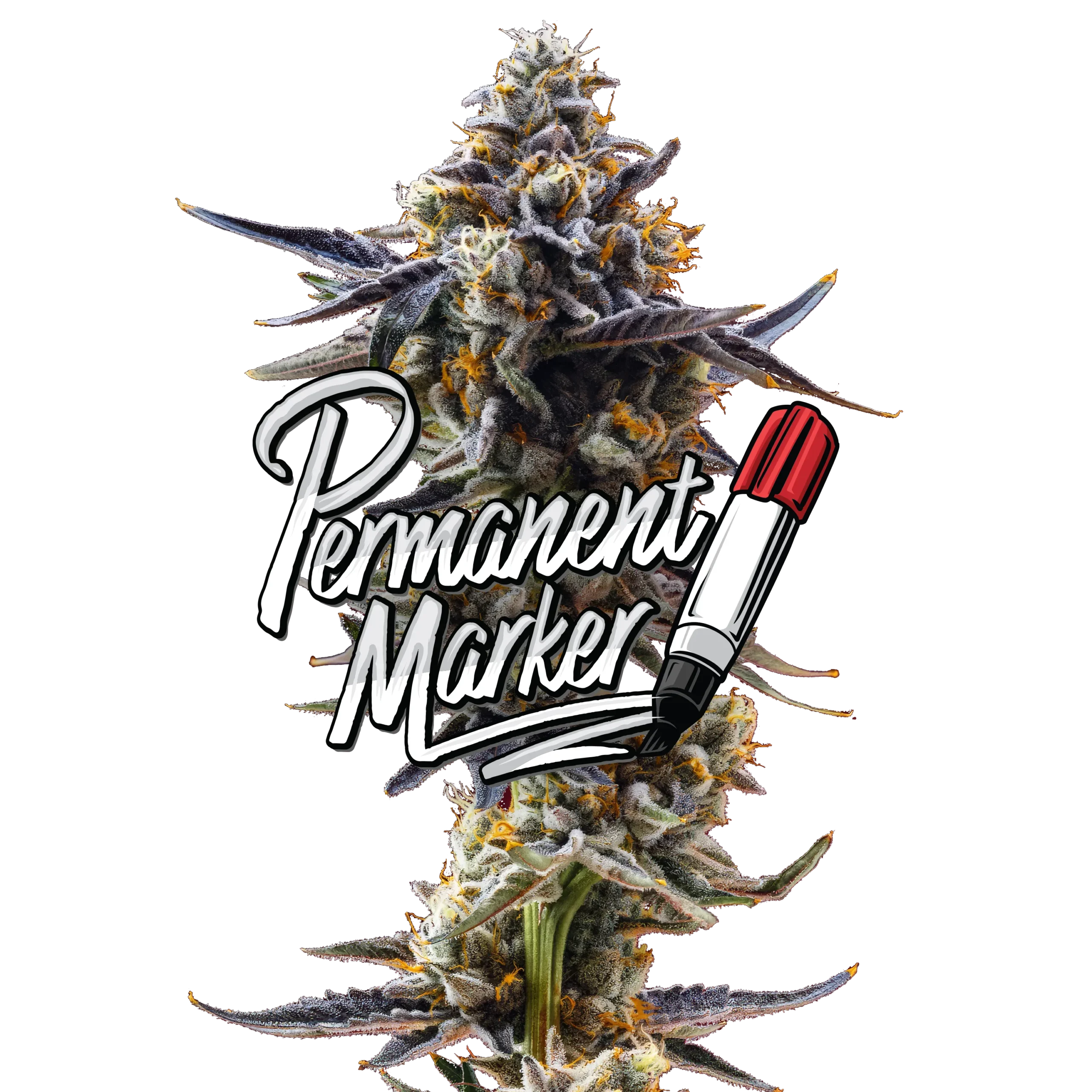 Permanent Marker Jeeter Strain – Premium Infused Pre-Roll Permanent Marker Jeeter infused pre-roll made with premium indoor cannabis flower, coated in kief for enhanced potency, bold flavor profile, and smooth slow-burning smoke.