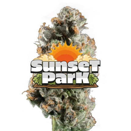 Sunset Park Jeeter infused pre-roll cannabis strain featuring premium indoor flower coated in kief with smooth, flavorful smoke and high potency effects.